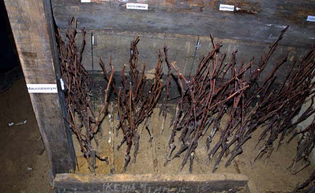Как посадить виноград черенками и Хранение в подвале