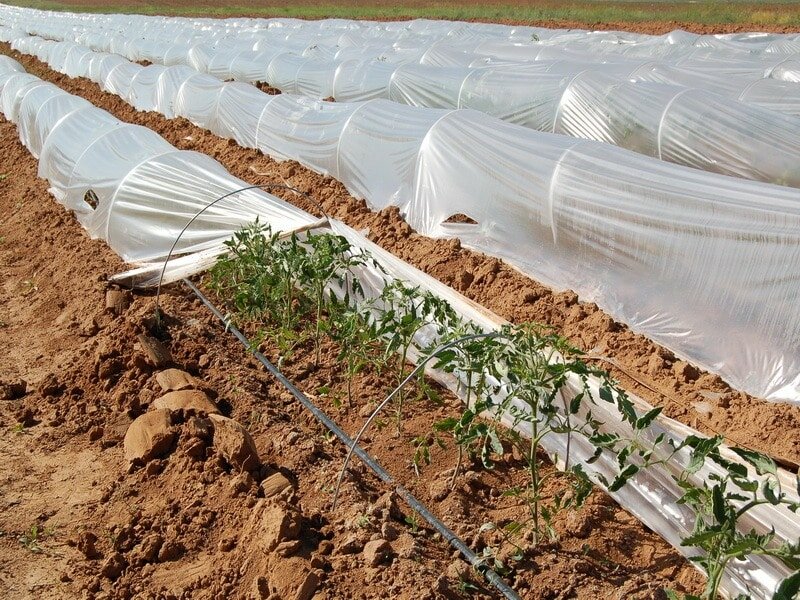 Когда высаживать томаты на рассаду в 2020 Рассада под пленкой