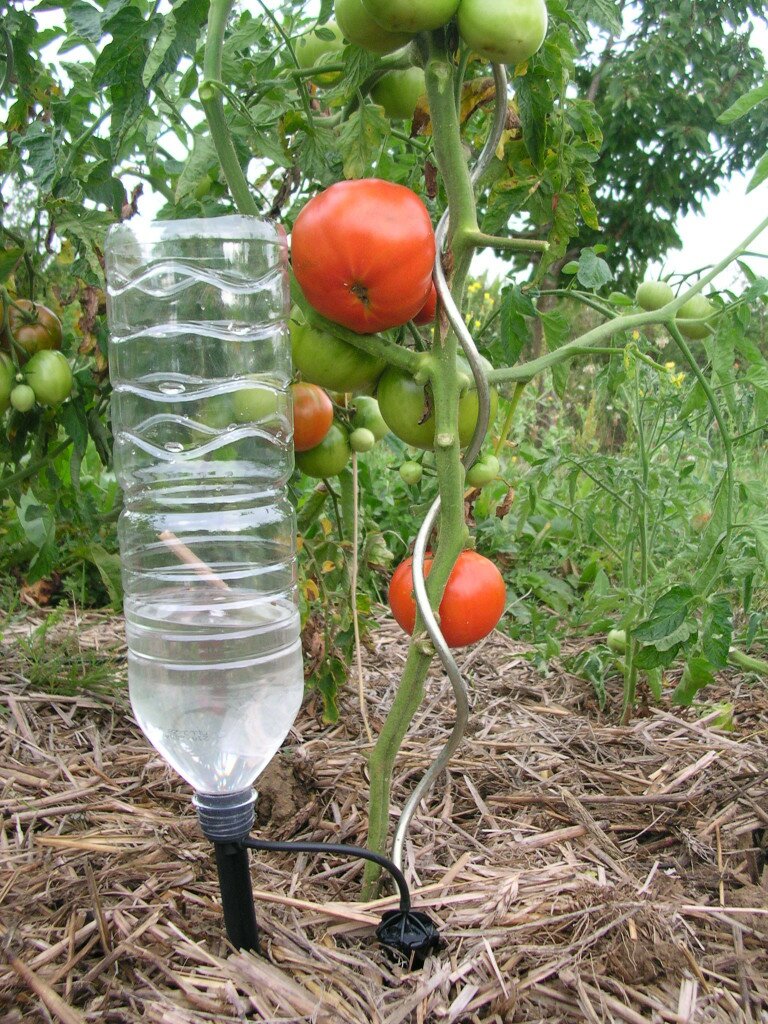 капельный полив томатов