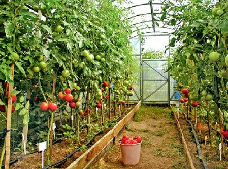 высокорослые томаты в теплице