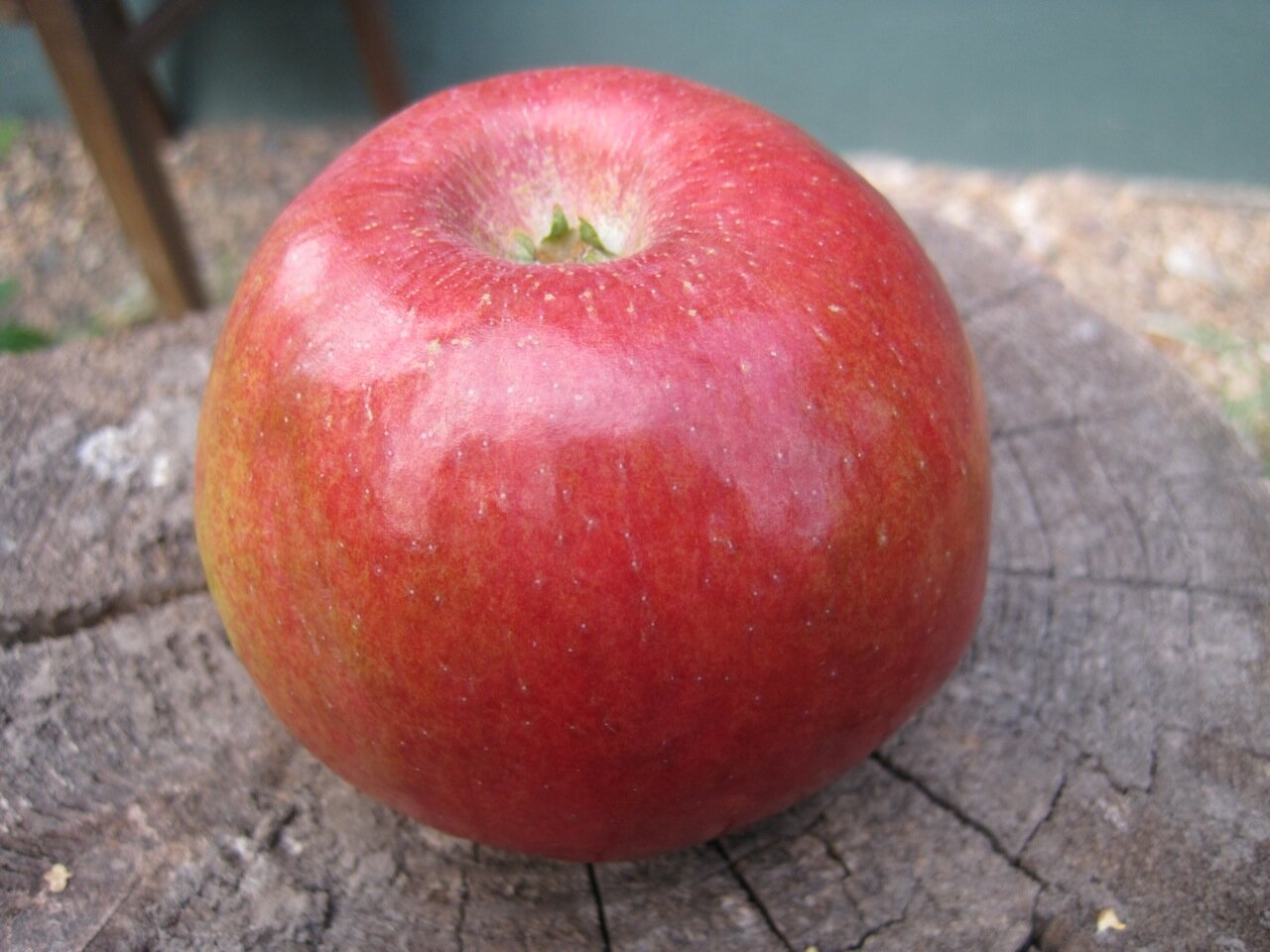 яблоко сорта свит 16