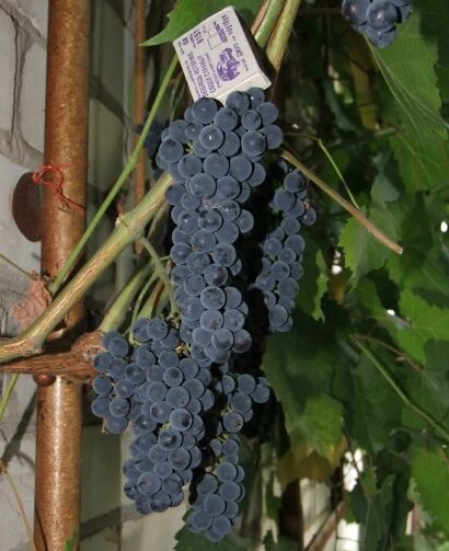 грозди виноград маркетт