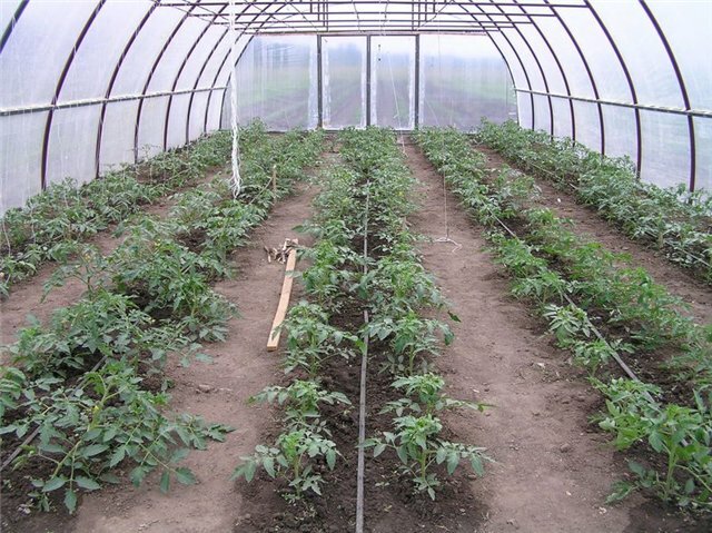 низкорослые сорта томатов