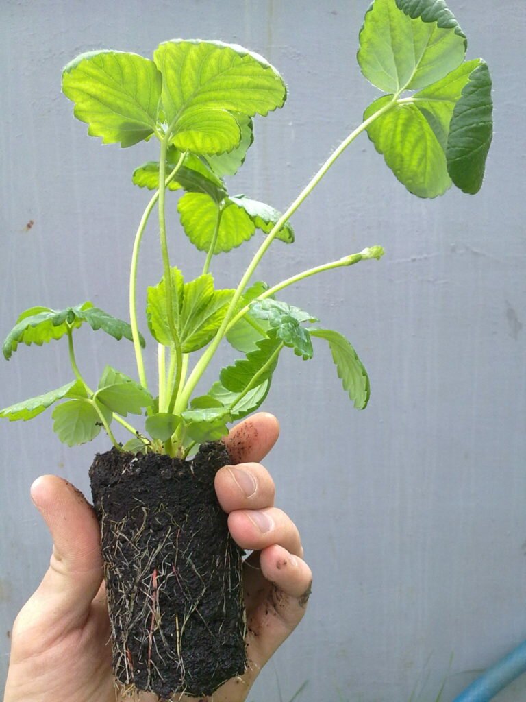 как посадить клубнику семенами рассада клубники 