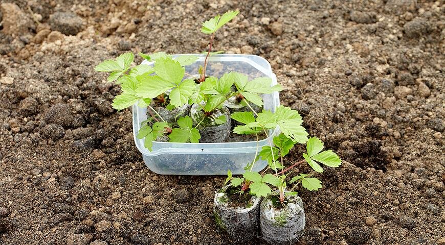как посадить клубнику семенами рассада
