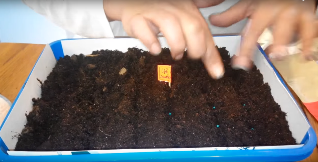 рассадный ящик для капусты