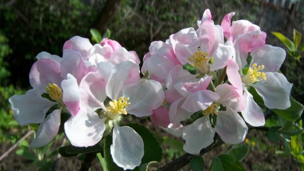 цветы яблони семеренко