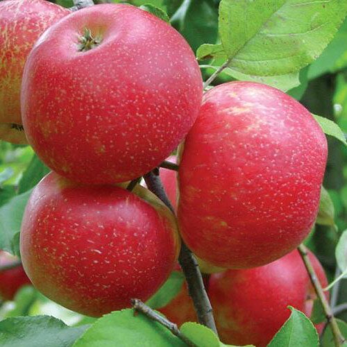 плоды яблоня хани крисп