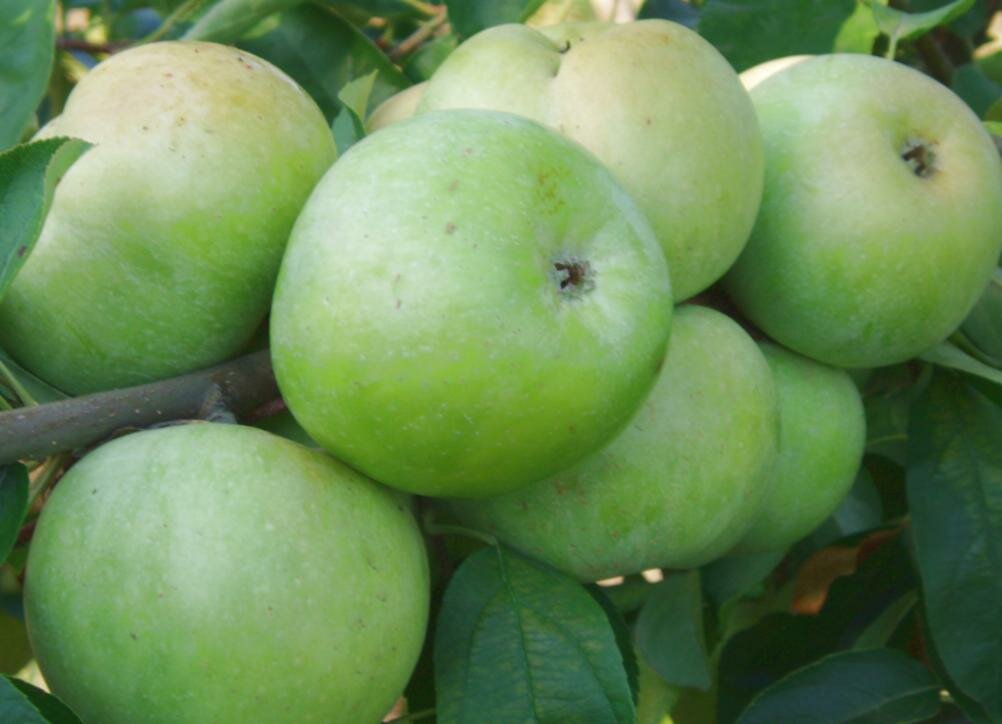 плоды яблони семеренко