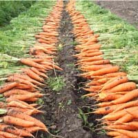 плоды моркови