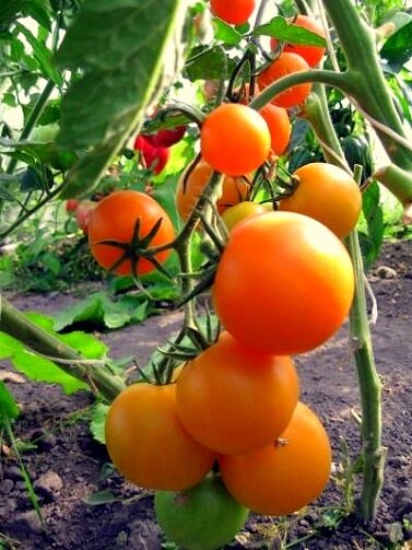 Ультраскороспелые сорта томатов сорт мандаринка