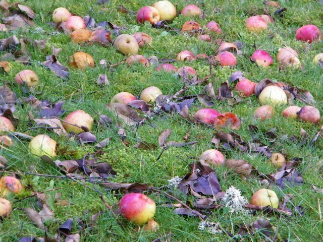сбор падалиц яблони
