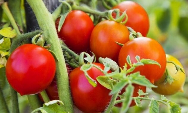 Ультраскороспелые сорта томатов сорт мечта огородника