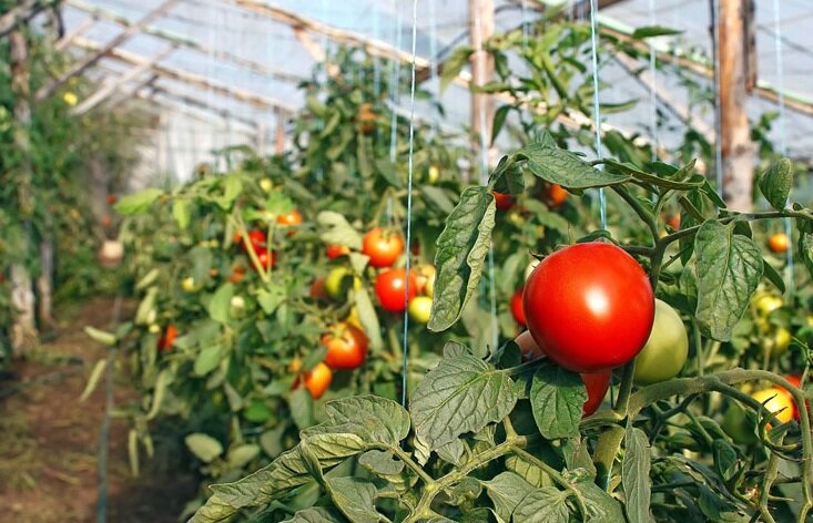 Ультраскороспелые сорта томатов сорт парниковый скороспелый