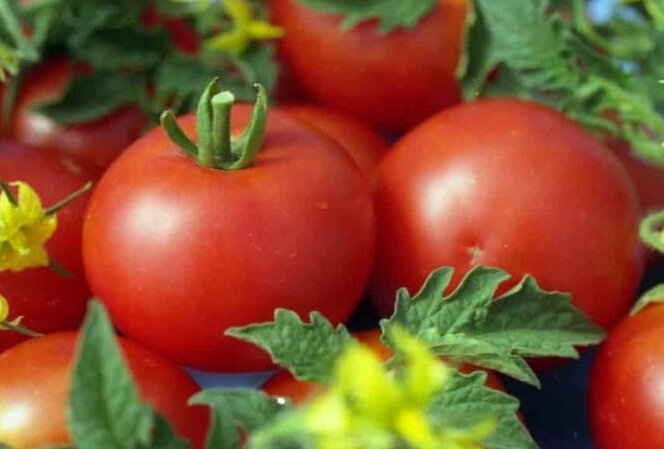 ультраскороспелые сорта томатов джина