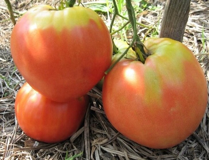ультраскороспелые сорта томатов пудовик
