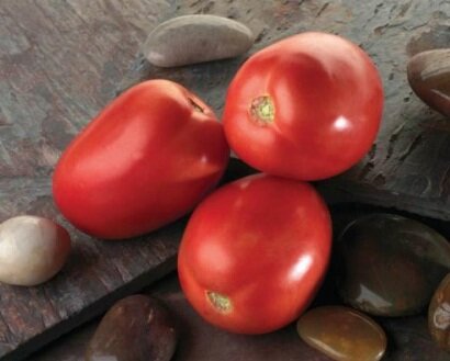 Ультраскороспелые сорта томатов диаболик