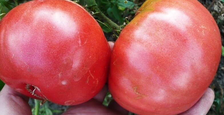 Урожайные сорта помидоров сорт исполин