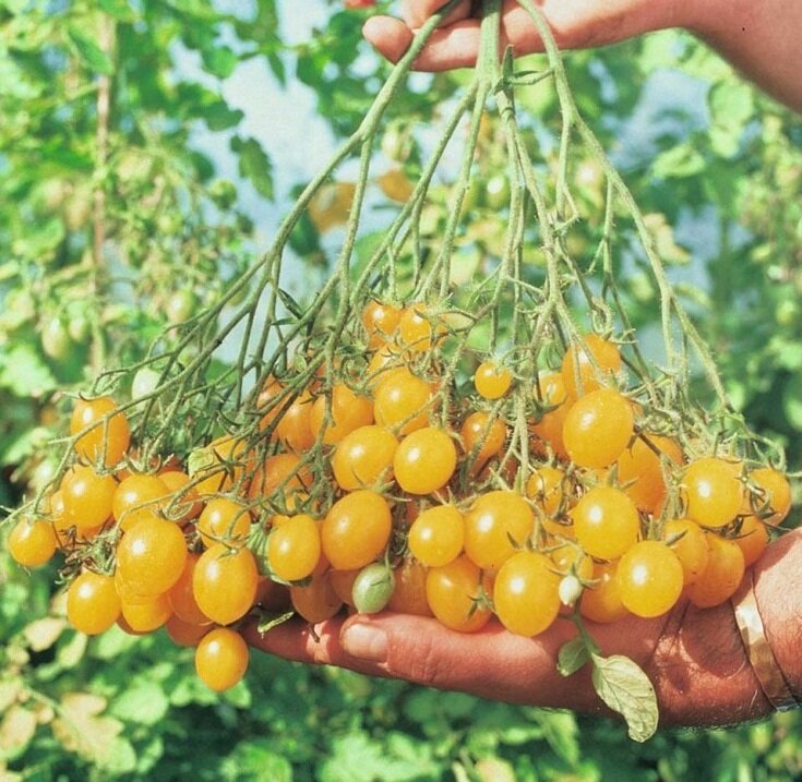 комнатные томаты медовая гроздь
