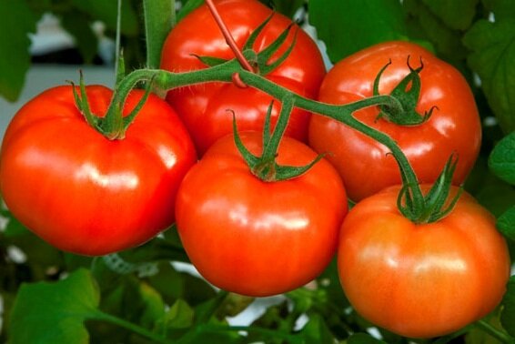Ультраскороспелые сорта томатов сорт трапеза