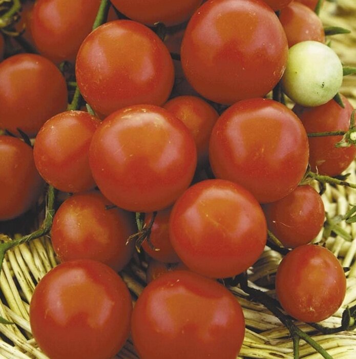 томаты флорида петит