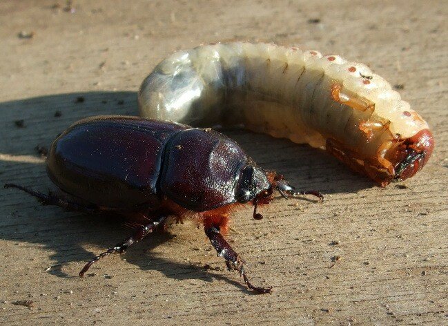 майский жук и его личинка