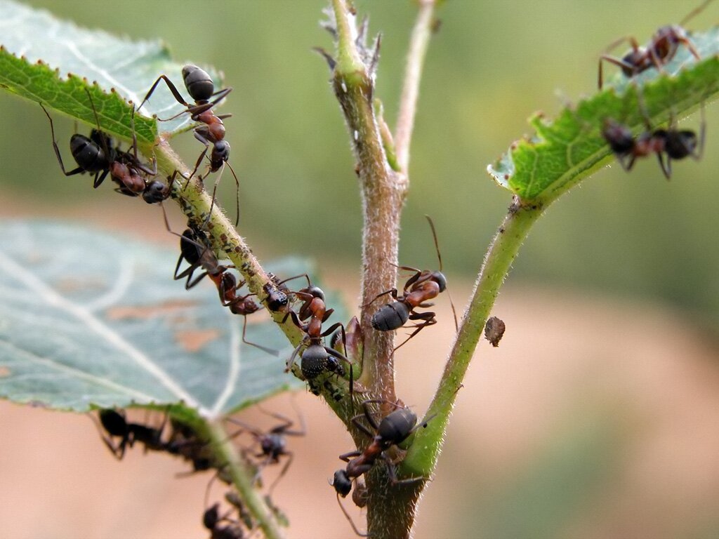 муравьи на садовых деревьях
