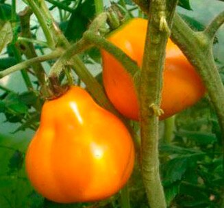 Желтые томаты: лучшие сорта, их описание и способы выращивания