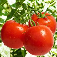 Высокорослые помидоры описание и правила выращивания высокоурожайных сортов для теплиц или открытого грунта