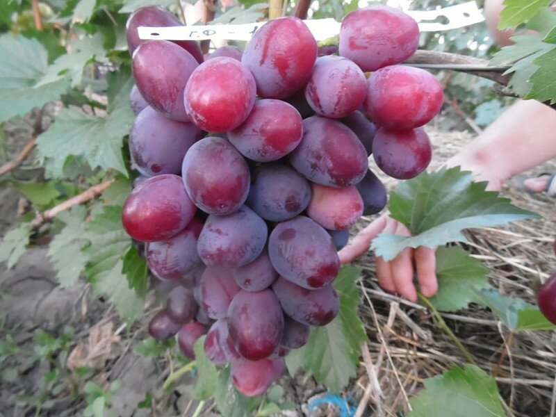 гроздь виноград эверест