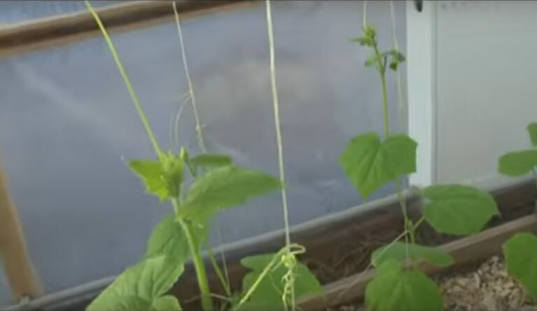 Как в теплице выращивать огурцы зимой в домашних условиях?