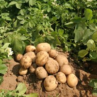 Какое удобрение лучше для картофеля при посадке