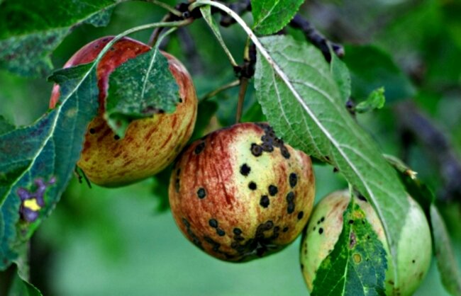 болезни парша яблонь