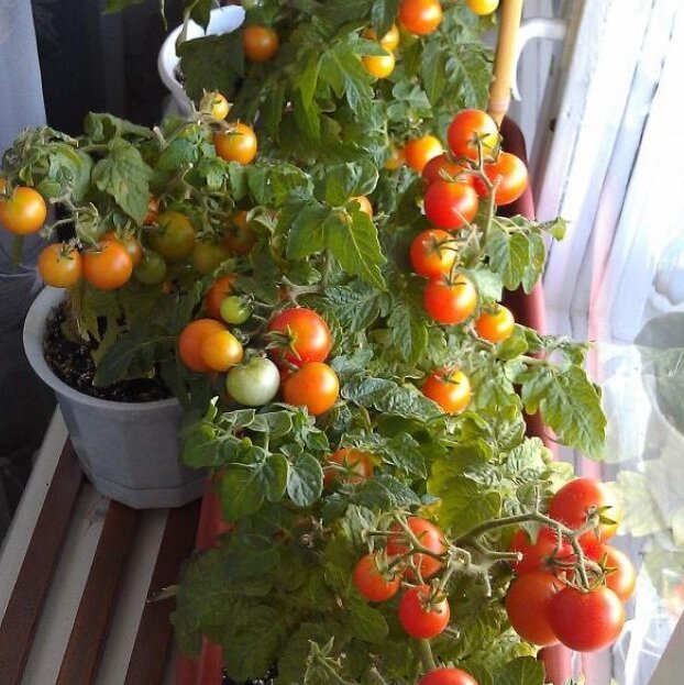 томаты балконное чудо