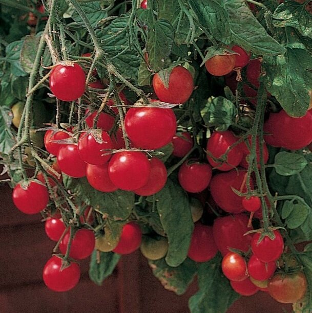 томаты садовая жемчужина