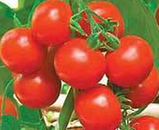 томаты горожанин F1