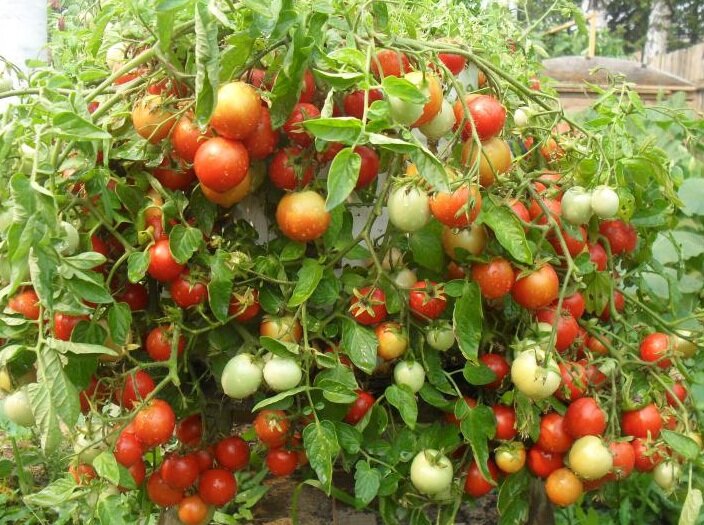 томаты талисман