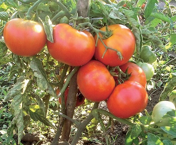Урожайные сорта помидоров сорт алые паруса