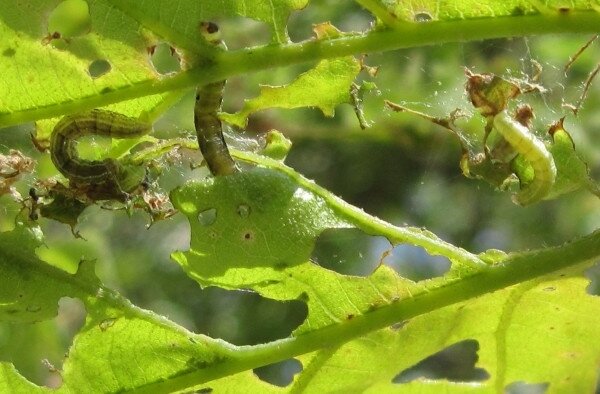 вредители винограда гусеницы листовертки