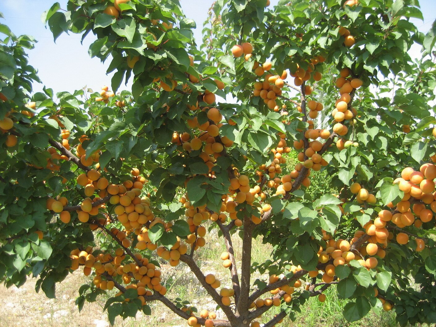 дерево абрикоса