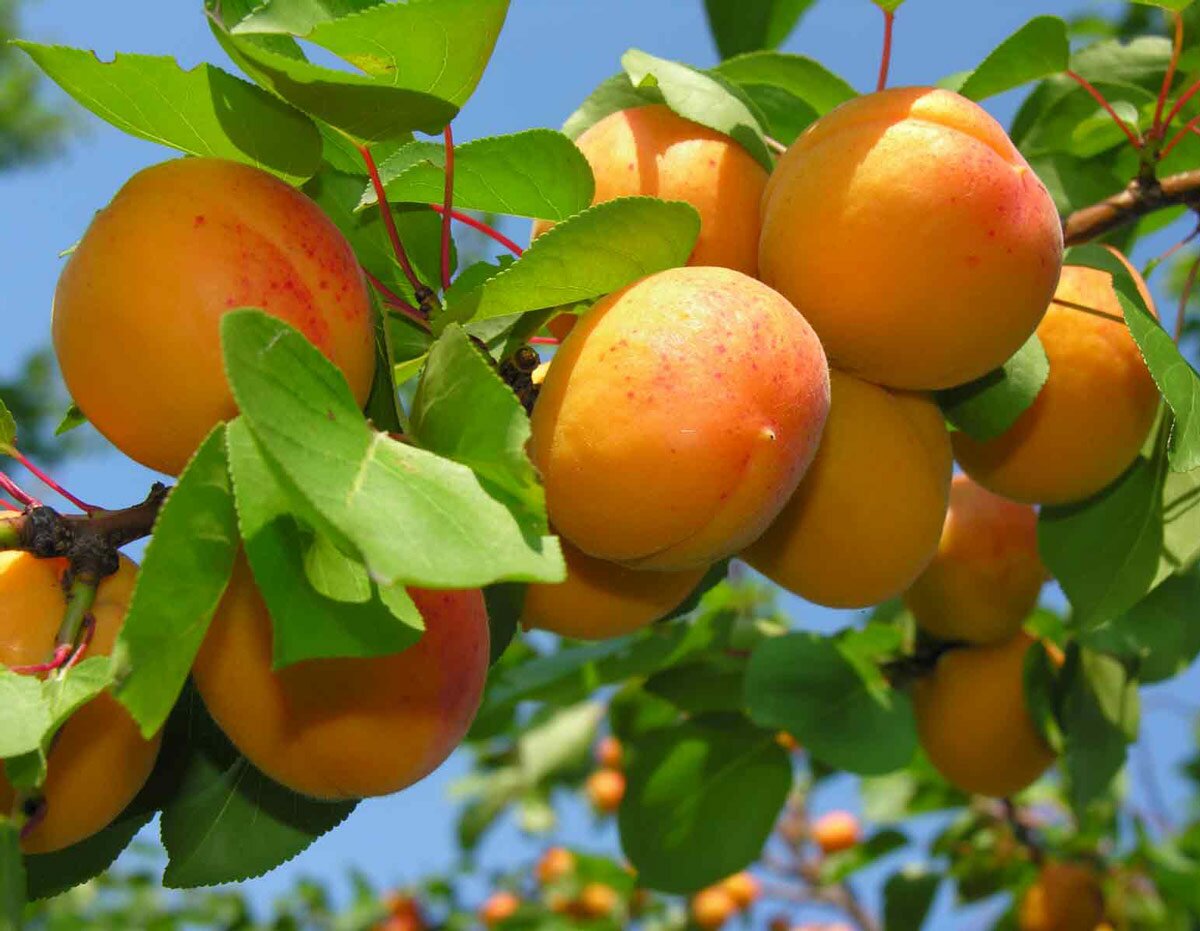 Выращивание абрикосов