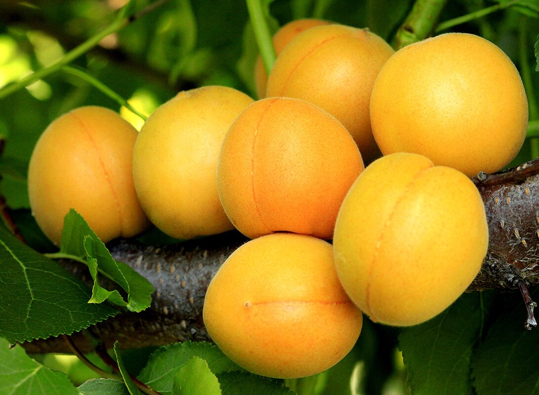 Выращивание абрикосов царский сорт