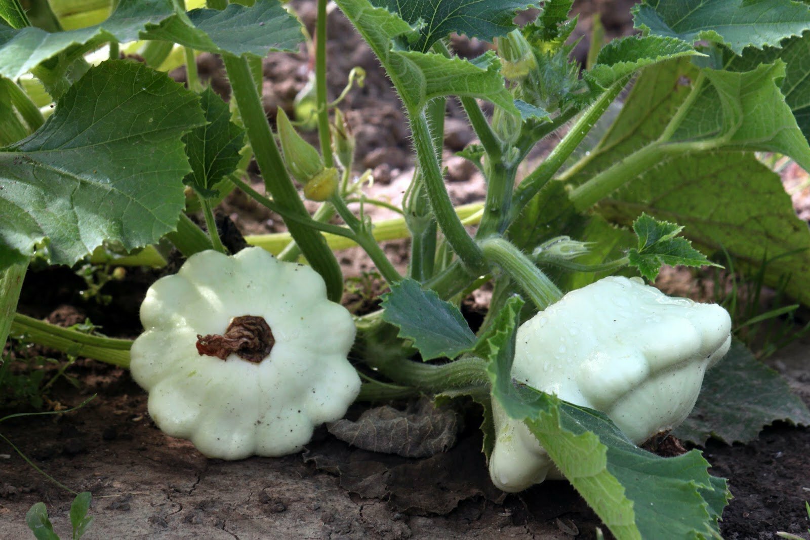 Патиссоны: выращивание и уход в открытом грунте, сорта, когда сажать на рассаду
