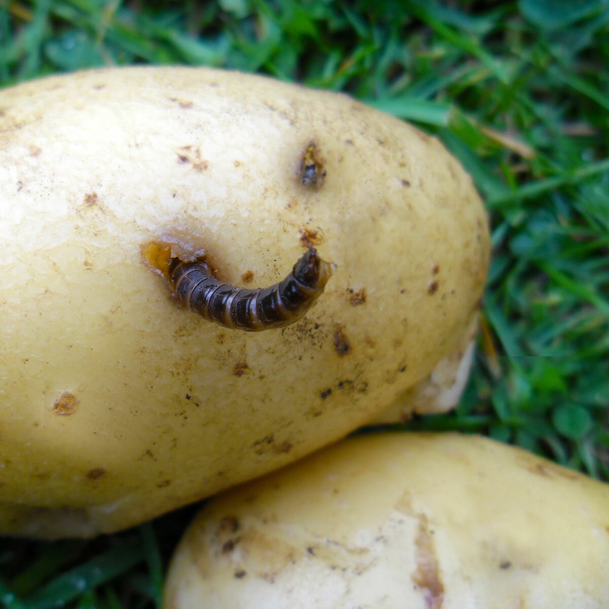 Вредители картофеля в земле фото
